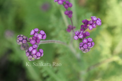 Cyathocline purpurea